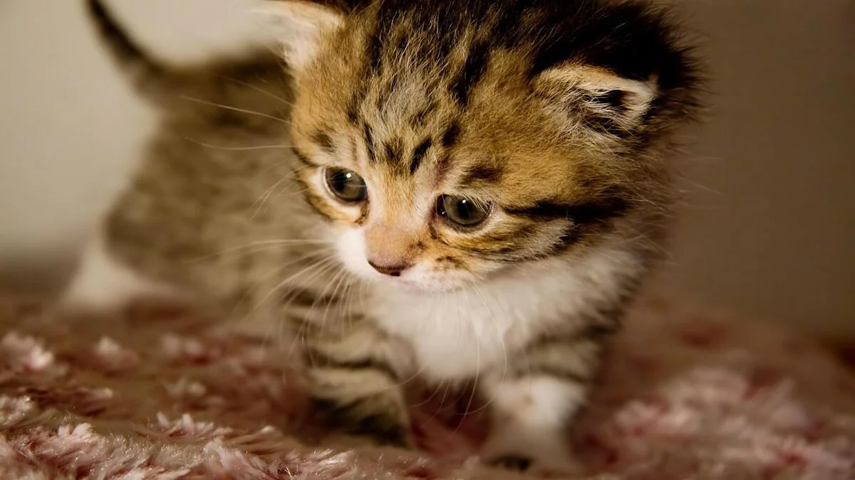 Hình ảnh động vật cute (2)