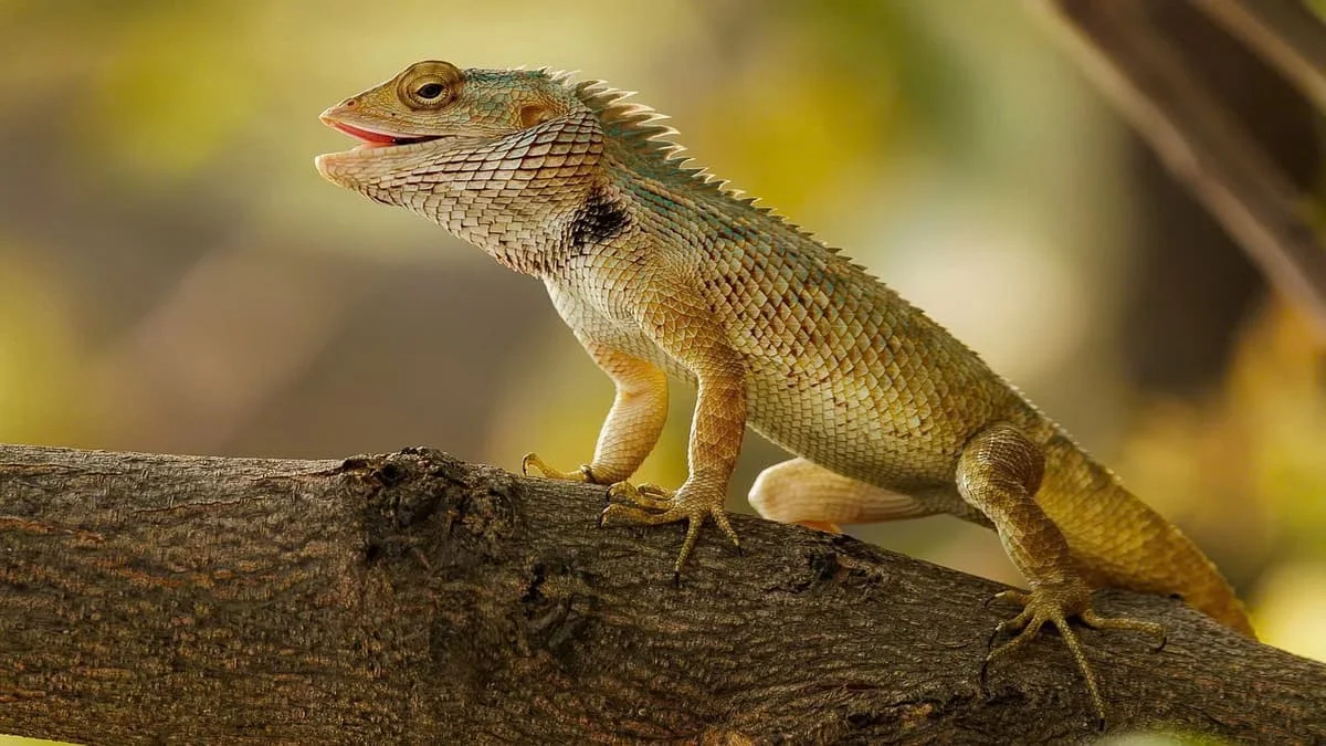 Hình ảnh động vật hoang dã (3)