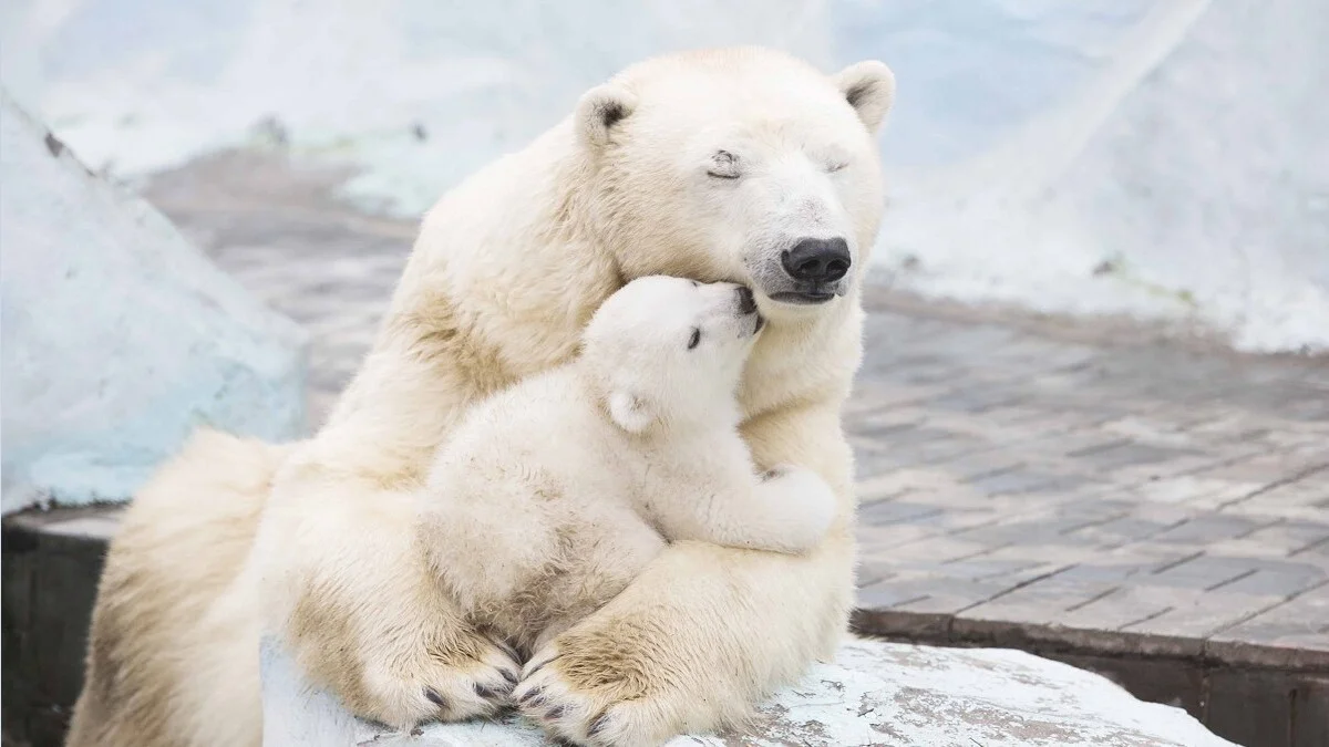 Hình ảnh động vật cute (3)