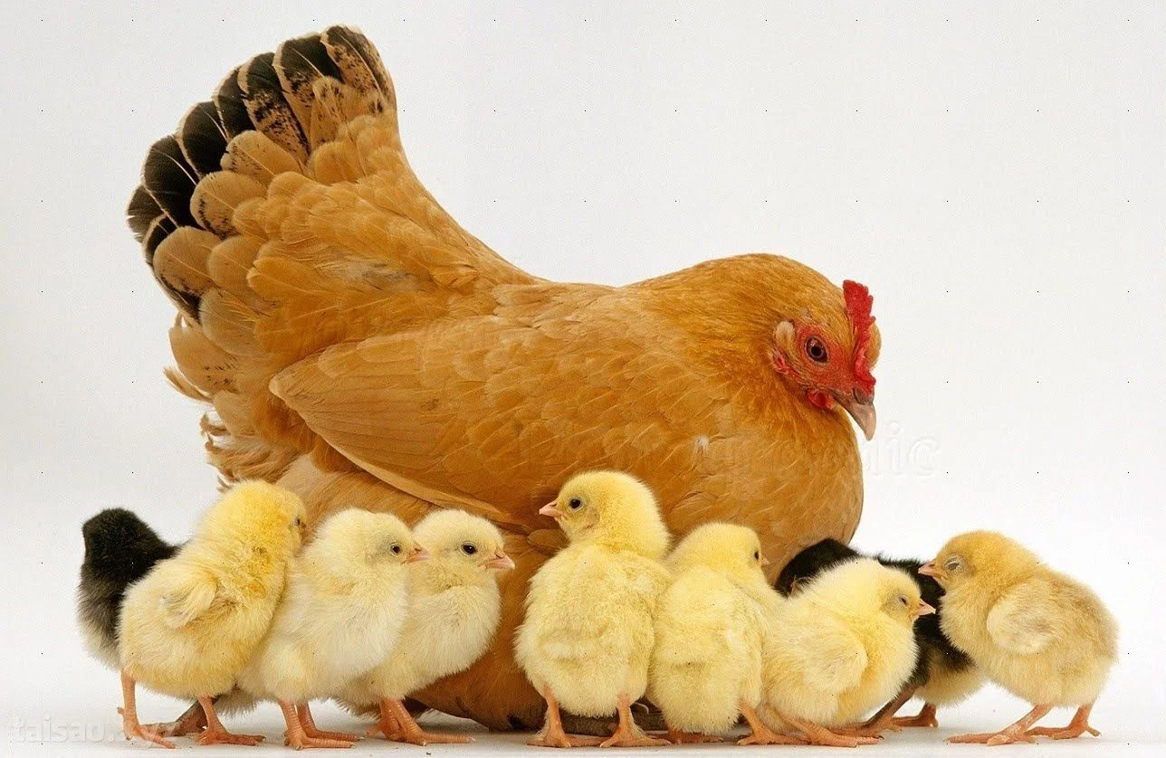 76 Hình ảnh và tiếng kêu các con vật ý tưởng | thần đồng, động vật, hình ảnh