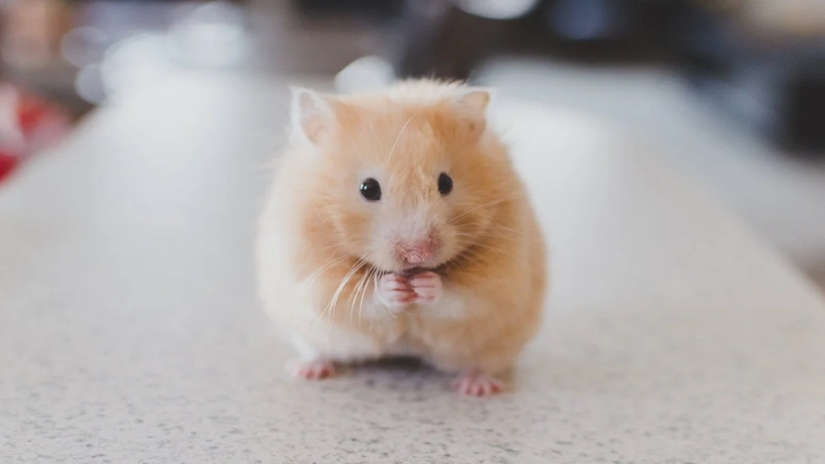Hình ảnh động vật cute dễ thương (5)