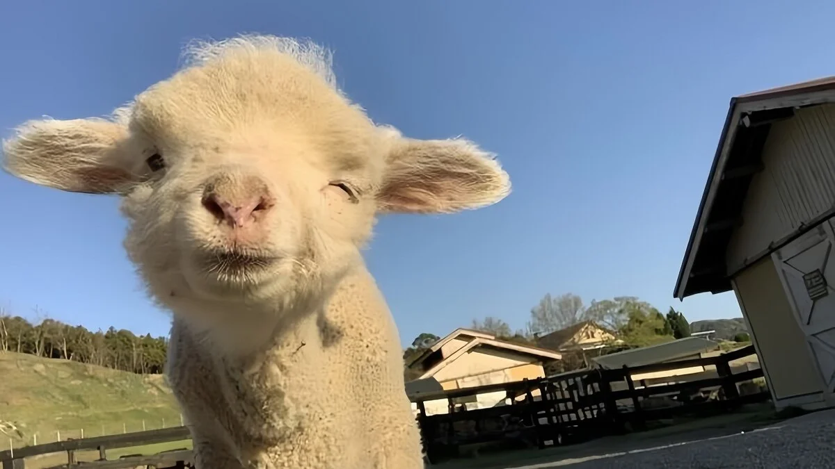 Hình ảnh động vật hài hước cute (2)