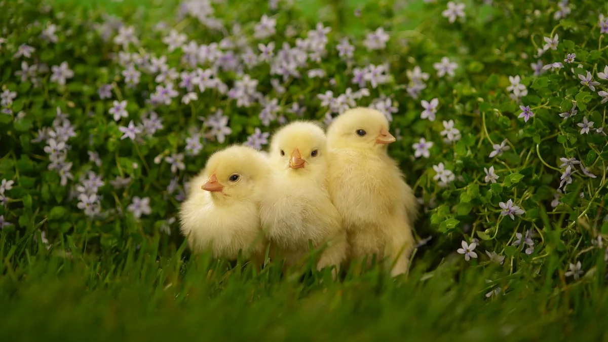 Hình ảnh động vật cute dễ thương
