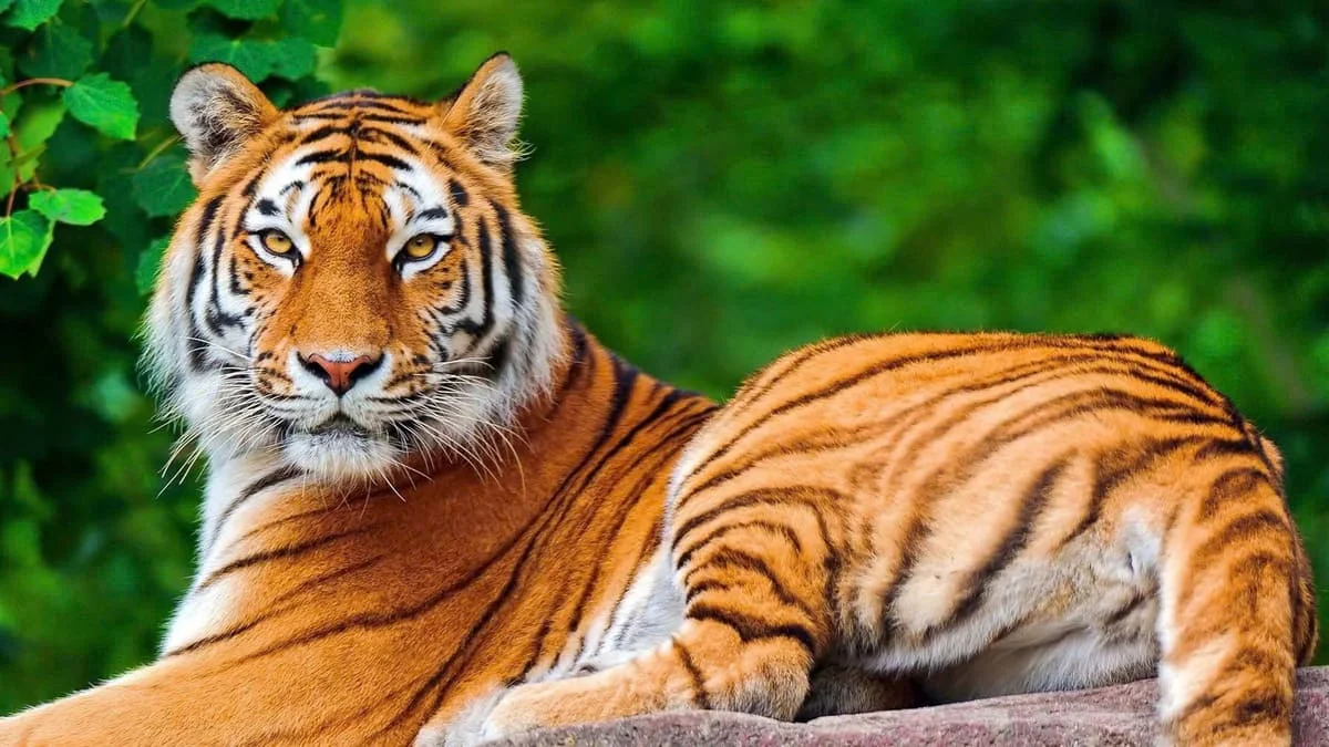 Hình ảnh động vật hoang dã
