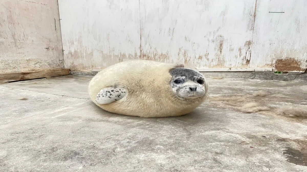 Hình ảnh động vật hài hước cute (4)