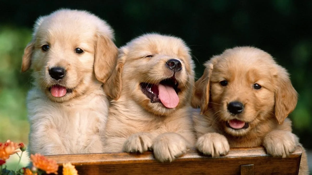 Hình ảnh động vật hài hước