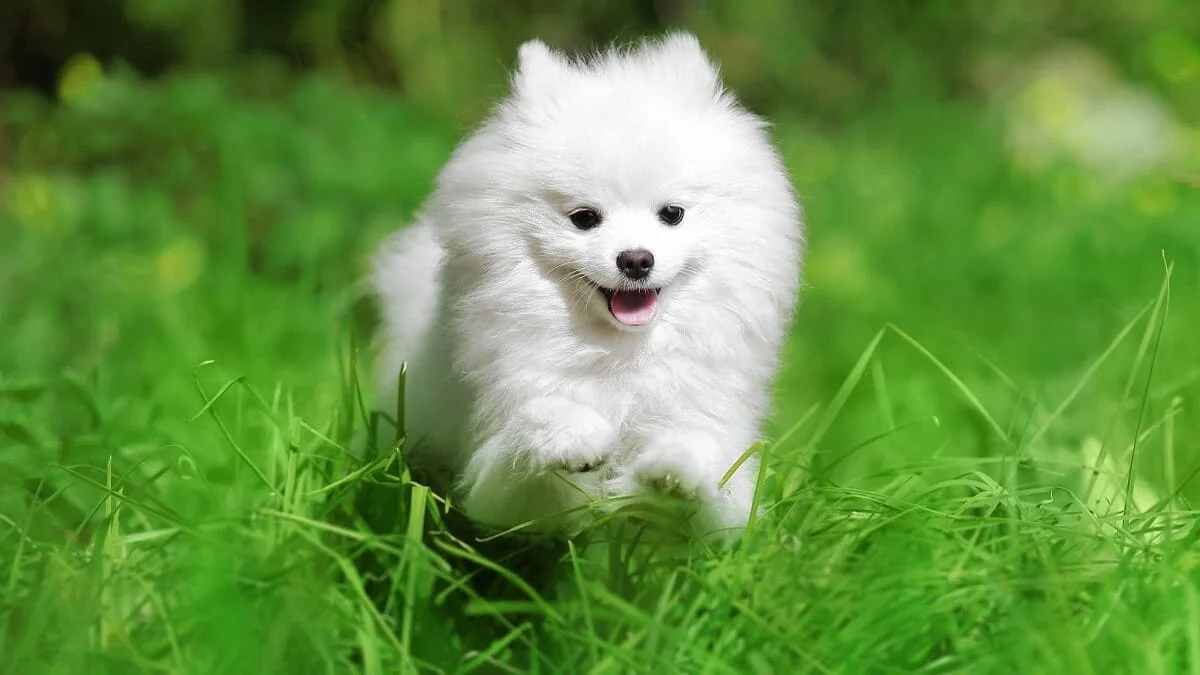 Hình ảnh động vật cute dễ thương (2)