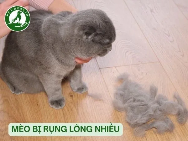 Mèo Rụng Lông Nhiều Phải Làm Sao? 5 Cách Xử Lý Hiệu Quả – PetHealth