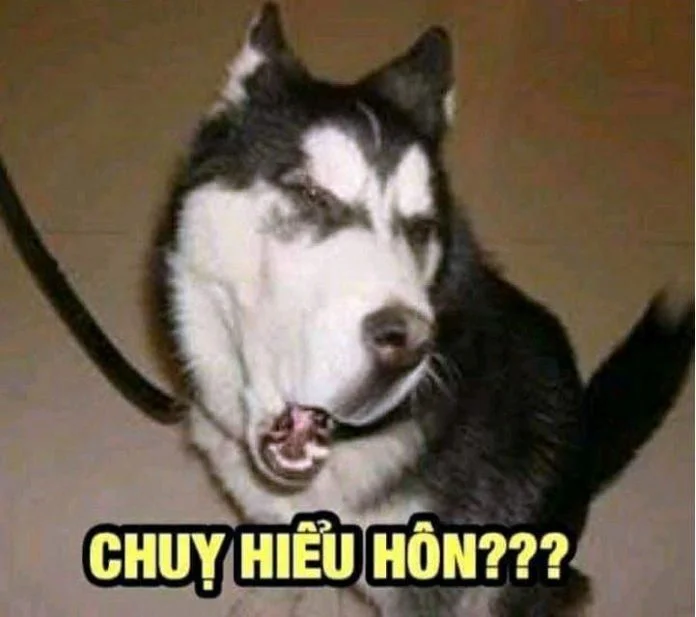 Hình 54 trong bộ ảnh hài bựa