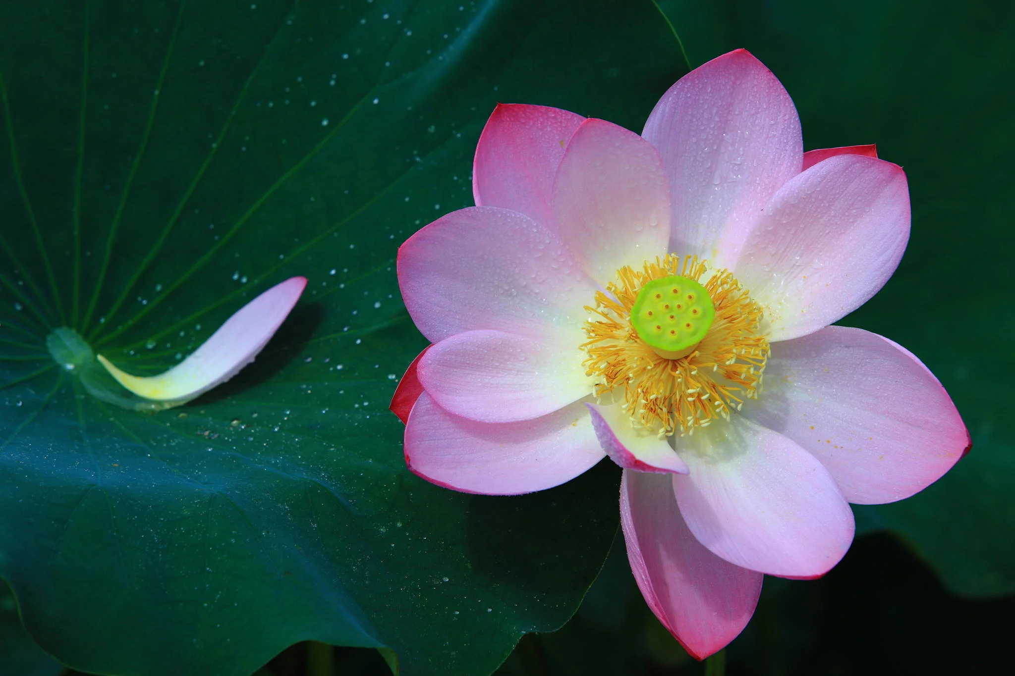 hình hoa đẹp: gợi ý số 14