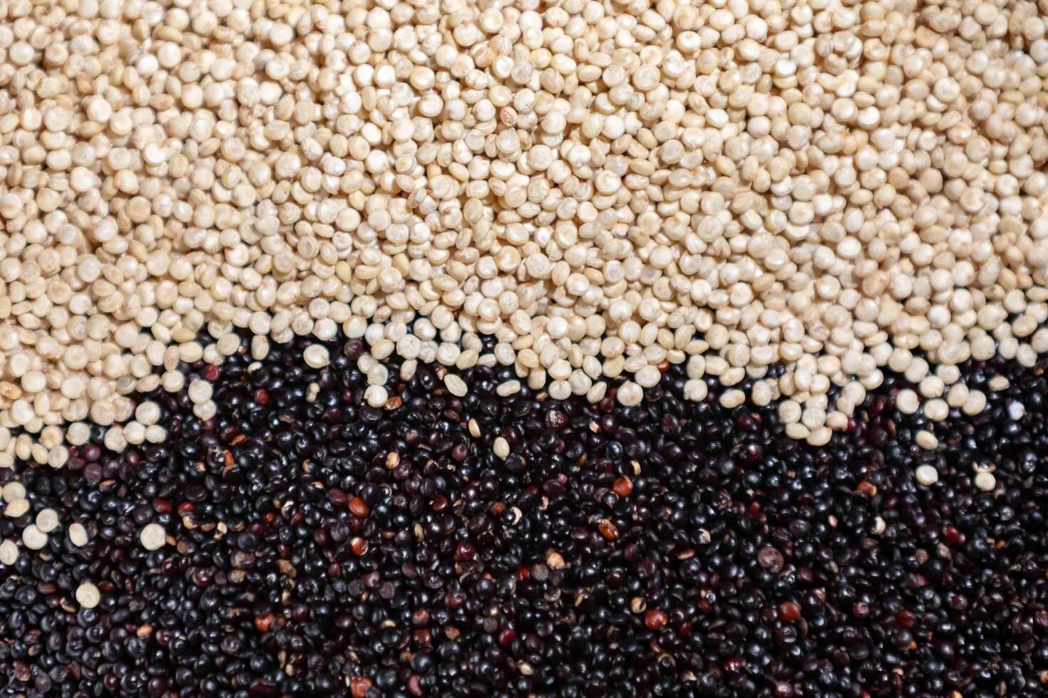 Hạt quinoa trắng và đen xếp lớp trên nền đen