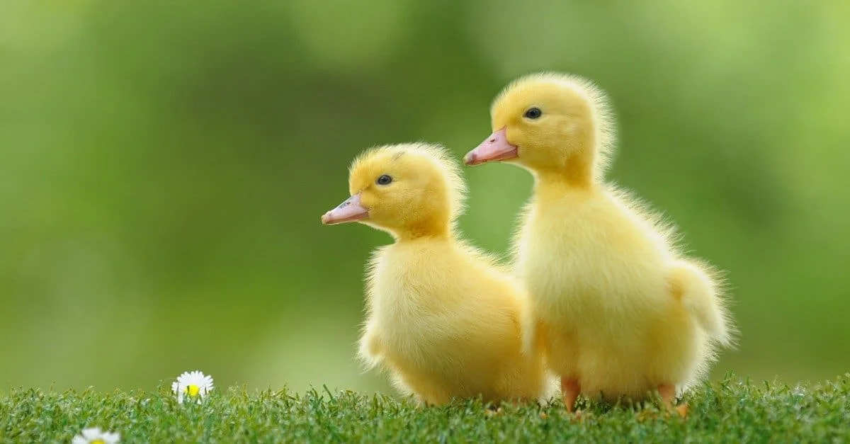 Hai vịt con đứng trên bãi cỏ xanh