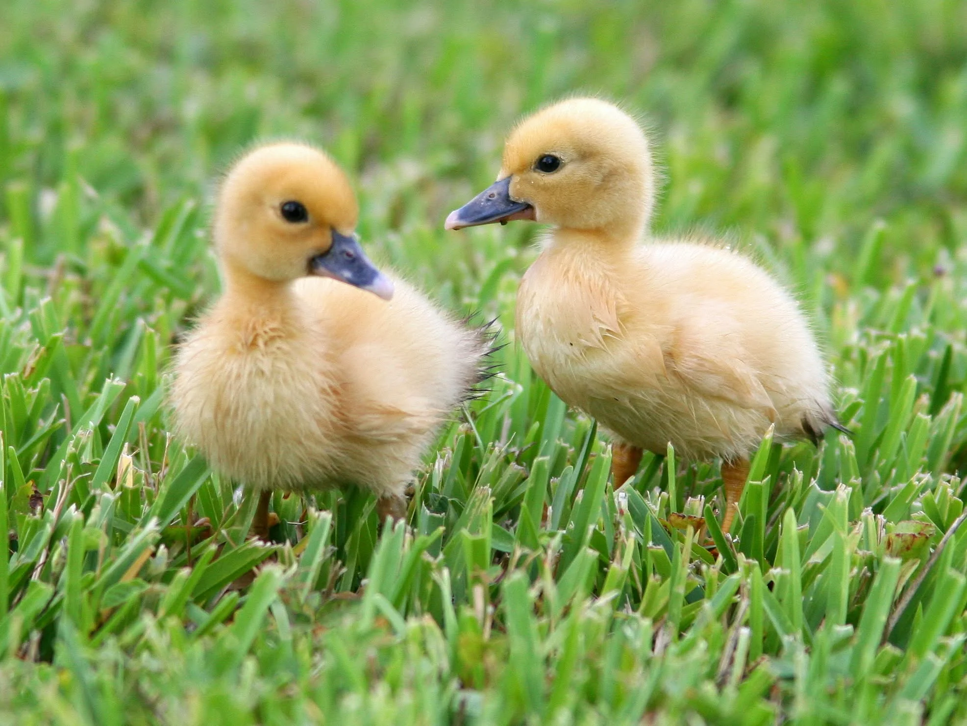 Hai vịt con đứng đối diện nhau trên bãi cỏ