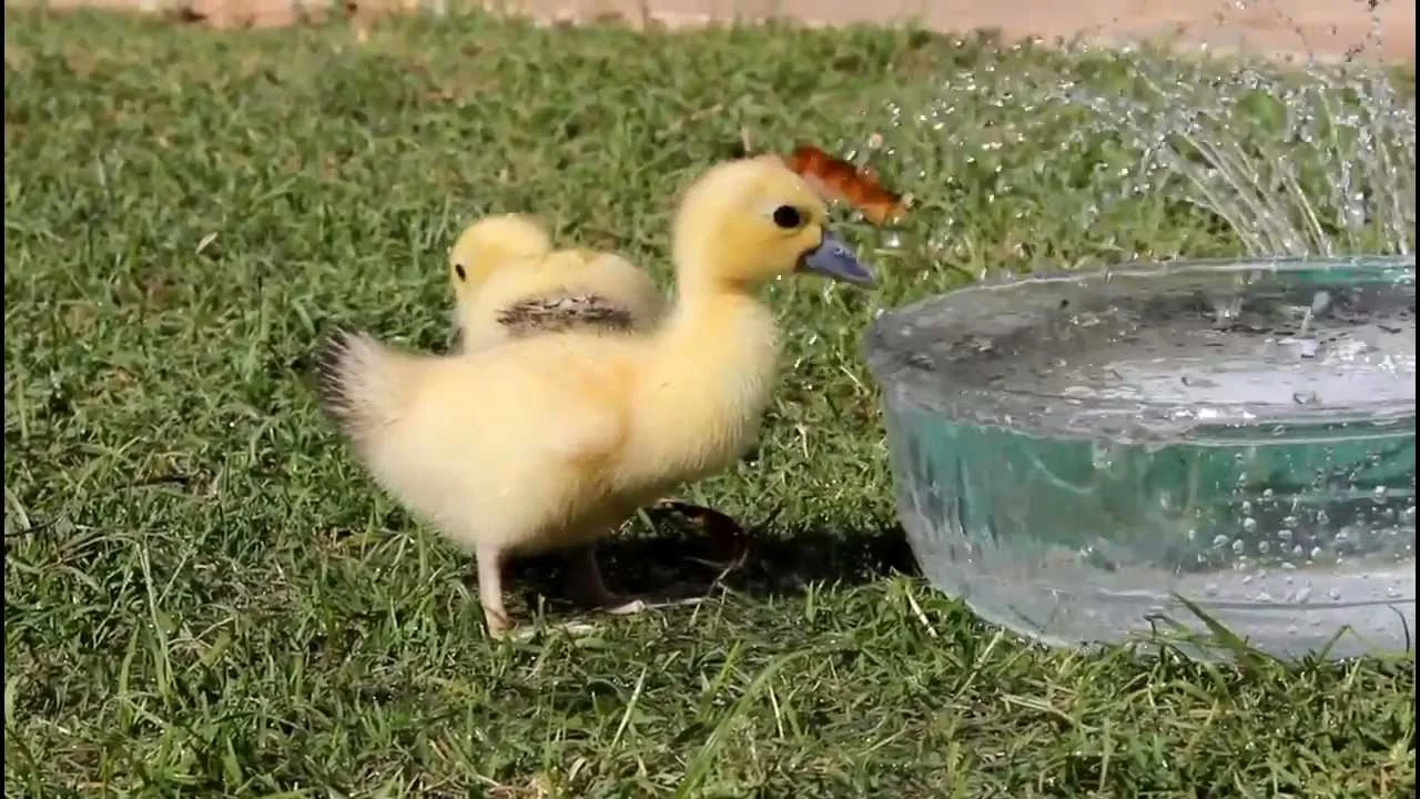 Vịt con đứng trên bãi cỏ cạnh chậu nước