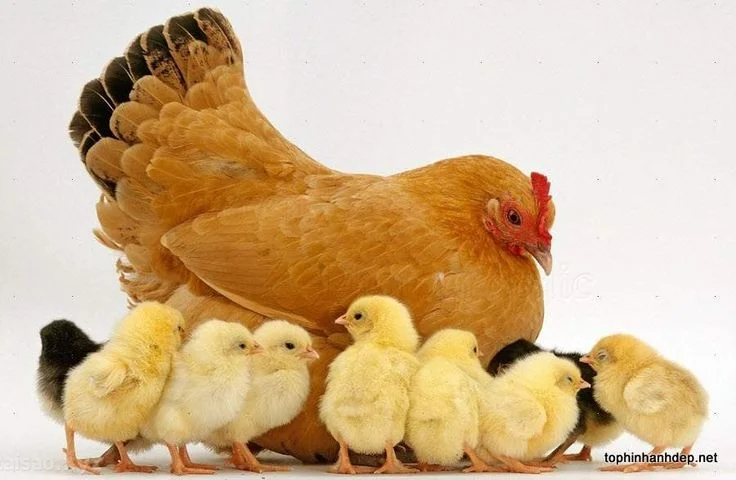30 hình ảnh con gà trống, gà mái, gà con đẹp nhất Thế Giới - Hà ...