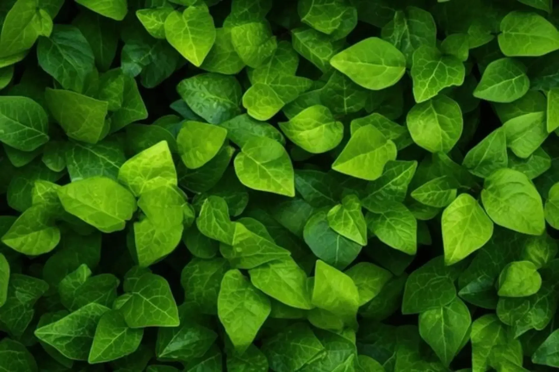 99+ Background xanh lá cây đẹp, đa dạng, tải về miễn phí