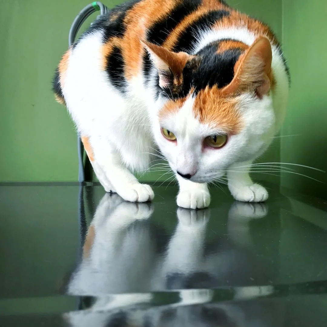 calico cat (2)
