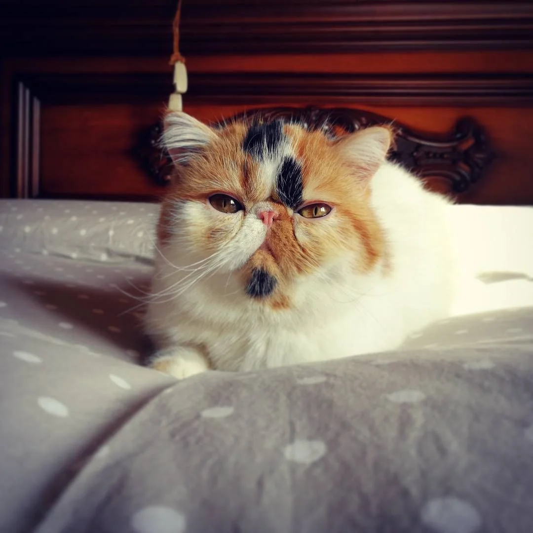 calico cat (6)
