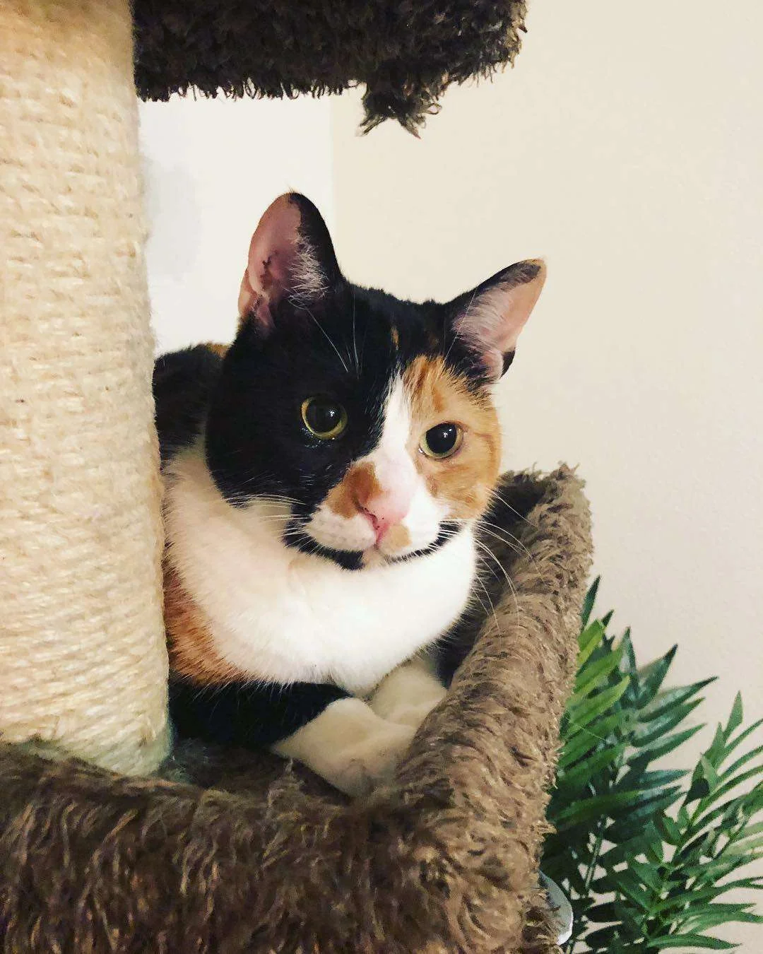 calico cat (5)