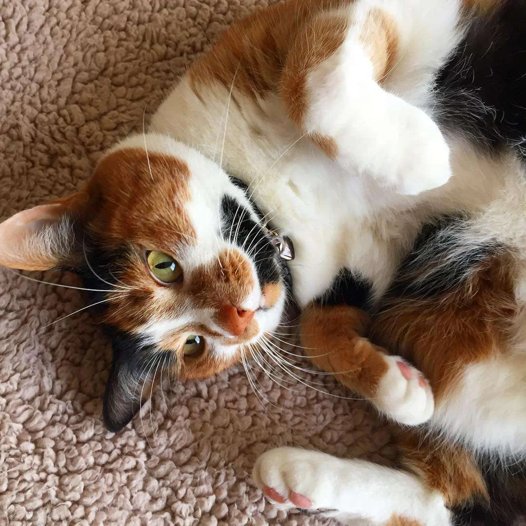 calico cat (4)