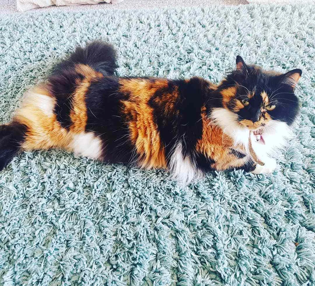 calico cat (3)